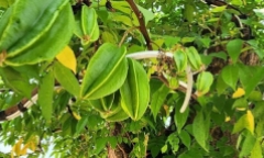 Cây ăn quả quen thuộc trong vườn nhà 