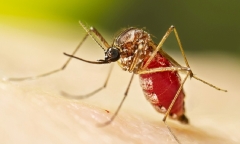 Virus Chikungunya do muỗi truyền đang lan rộng trên thế giới có nguy hiểm không?