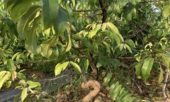 Cây ăn quả quen thuộc lên chậu thành bonsai đắt đỏ, đại gia sẵn sàng chi tiền sở hữu