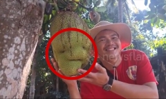 Clip: Kỳ lạ quả mít hình 
