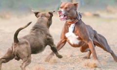 Cụ ông 81 tuổi nguy kịch sau khi bị 7 con pitbull tấn công