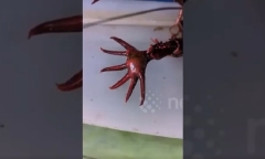 Clip: Người đàn ông phát hiện tôm càng xanh 