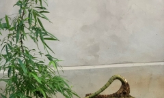 Hô biến cây tre làng thành