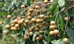 Trồng nhãn Ido, nhà vườn vẫn lãi nhờ năng suất cao dù giá giảm gần một nửa
