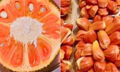 Mít ruột đỏ rớt giá không phanh, sau chục ngày giảm còn một nửa