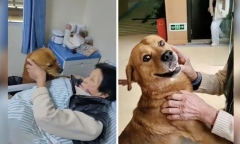 Video chú chó đến viện thăm chủ bị ốm có gì đặc biệt mà “gây bão” mạng xã hội?