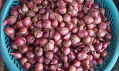 Muối dưa hành ngon giòn ngày Tết