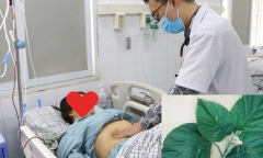 Ăn phải loại lá chứa độc kèm thịt chó, người phụ nữ suýt mất Tết