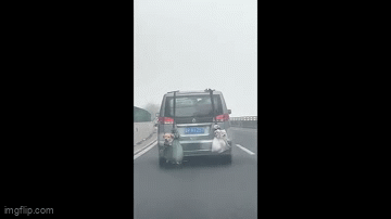 Hài hước 2 chú chó treo lủng lẳng sau xe về quê đón Tết