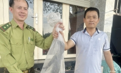 TP.HCM: Phát hiện kỳ đà hoa quý hiếm bò ở bờ kênh Tham Lương