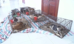 Phá băng 