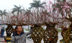 Hà Tĩnh: Độc lạ đào bện thành bình, giá chục triệu/cây vẫn đắt như tôm tươi