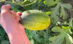 Thanh niên hào hứng khui trái dưa hấu trồng lén ở vệ đường nhưng 