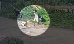 Clip: Bé gái 3 tuổi bị đàn chó dữ lao vào tấn công kinh hoàng khi đi một mình trên đường