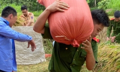 Công an đội nắng xuống đồng giúp người dân gặt lúa 