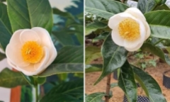 Bạch hải đường lên