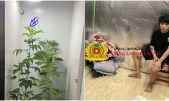 Phát hiện nam thanh niên trồng cần sa trong phòng ngủ ở Đà Nẵng 