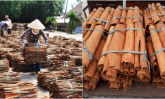 Việt Nam đứng đầu thế giới về xuất khẩu quế