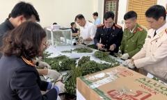 Lào Cai: Bắt 4 đối tượng mua bán trái phép hơn 76kg cành, quả cây thuốc phiện