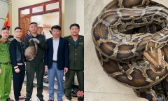Phát hiện cá thể tê tê Java, trăn đất quý hiếm nặng 6kg tại Hà Tĩnh