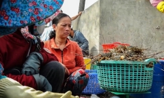 Nguyên nhân tôm hùm, cá nuôi ở Phú Yên chết hàng loạt