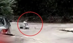 Clip: Kinh hãi rắn hổ mang 