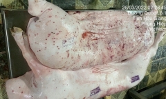 Vụ Công ty C.P. bị tố bán heo bệnh: Xác định danh tính người đóng dấu kiểm dịch sai