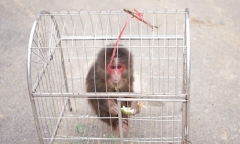 Phát hiện con vật lạ