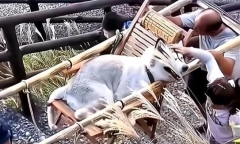 Dân tình chia phe tranh cãi chuyện cô gái thuê hẳn 2 người khiêng chó cưng đi ngắm cảnh