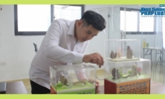 9x bỏ túi hàng trăm triệu mỗi năm nhờ thú chơi kiến cảnh