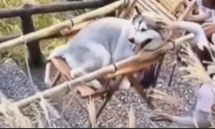 Video: Cô gái thuê người kiệu chó lên núi ngắm cảnh