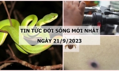Tin tức đời sống mới nhất ngày 21/9: Mu bàn tay sưng phù sau khi bị rắn lục đuôi đỏ cắn