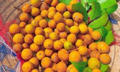 Thức quà đặc trưng của mùa thu Hà Nội, hấp dẫn bởi vị chua dịu xen ngọt thanh, giòn thơm khó quên