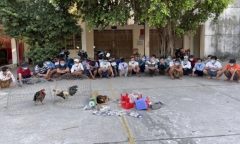 An Giang: Triệt phá điểm cá độ đá gà dịp Tết