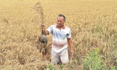 Lúa chết cạnh cao tốc Cần Thơ - Cà Mau: Phó Thủ tướng chỉ đạo khẩn