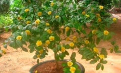 Loại cây mọc dại khắp nơi nay lên đời thành 