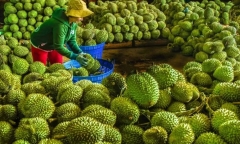 Tại sao sầu riêng không được trồng ở miền Bắc?