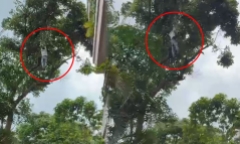 Clip: Say rượu trèo lên cây hái mít, người đàn ông rơi xuống đất từ độ cao 15 mét trọng thương