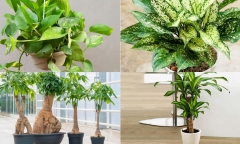 10 loại cây phong thủy nên trồng trong nhà