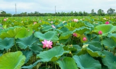 Vựa sen lớn nhất miền Bắc nằm ở đâu?