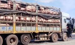 Vi phạm quy định về vận chuyển động vật, thực phẩm tươi sống bị xử lý ra sao?