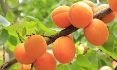 Loại quả có vị ngọt thanh, hương thơm nồng nàn, chỉ xuất hiện chớp nhoáng vài tuần khiến nhiều người mê mẩn