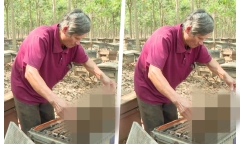 Lão nông 