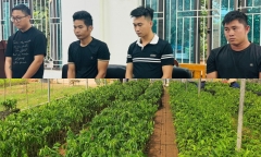 Khởi tố 4 đối tượng nhập lậu gần 100.000 cây Dó bầu từ Trung Quốc vào Việt Nam