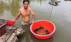 Anh nông dân mỗi năm thu trên 100 triệu nhờ nuôi loài đẻ 10.000 trứng