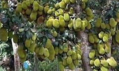 Thanh niên khoe cây mít