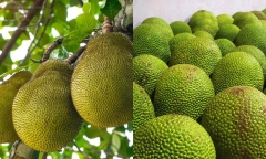 Giá mít Thái vào mùa giảm mạnh, chạm đáy trong 2 tháng qua