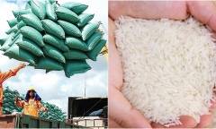 Giá gạo xuất khẩu Việt Nam lập kỷ lục cao nhất trong 10 năm qua