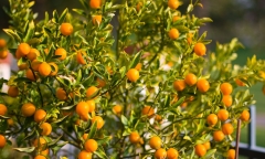 Ý nghĩa đặc biệt của cây quất trong ngày Tết