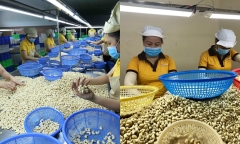 Thông tin mới nhất vụ 4 doanh nghiệp xuất khẩu hạt điều nghi bị lừa đảo ở Dubai